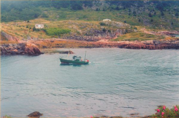 570: Red Island. Patrick Lambe's 'Little Flower'. (2002) [courtesy of  Madonna (Bishop) Mulrooney]